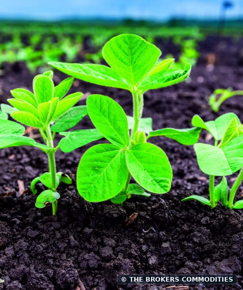 Fertilizantes