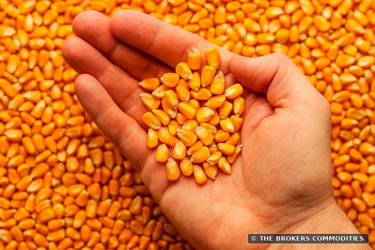 Milho GMO para consumo animal — Foto do catálogo atual, ilustrativa; não identifica um lote.
